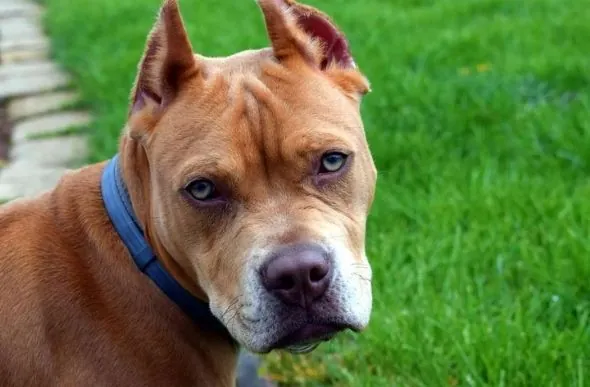 Pitbull solto provoca queda de motociclista em Sete Lagoas