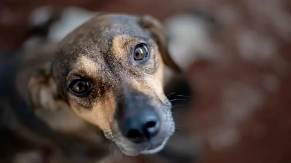Vacinação antirrábica amplia proteção de cães e gatos em Pedro Leopoldo