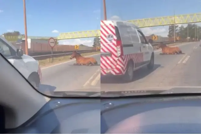Cavalo é atropelado na BR-040 em Ribeirão das Neves