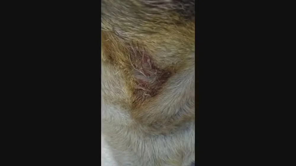 Ataque de pit bull termina em briga entre vizinhos em Belo Horizonte