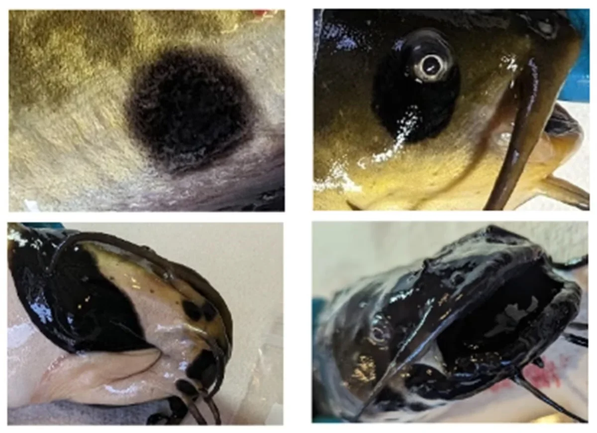 Cientistas descobrem primeiro câncer transmissível em peixes