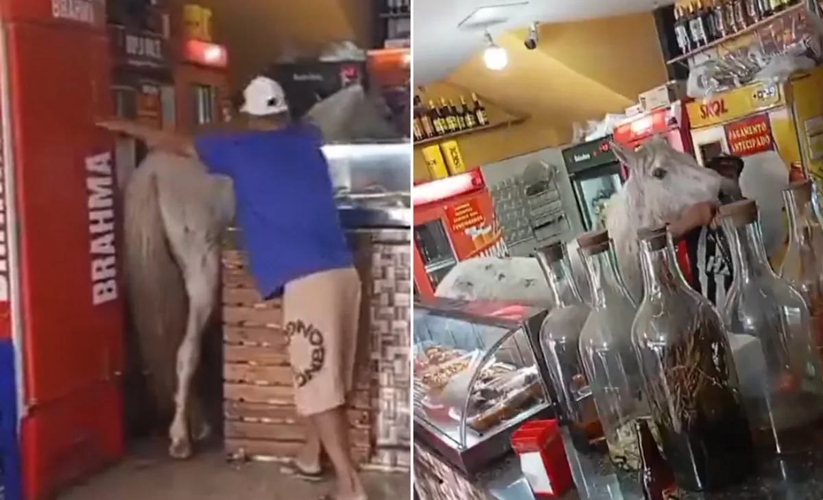 Cavalo invade bar, derruba bebidas e assusta clientes em Santa Luzia