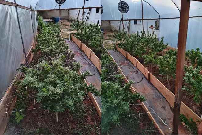 Homem é preso com plantação de maconha em apartamento alugado em Belo Horizonte