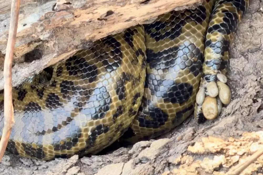 Biólogo explica por que sucuri-amarela viralizou coberta por carrapatos