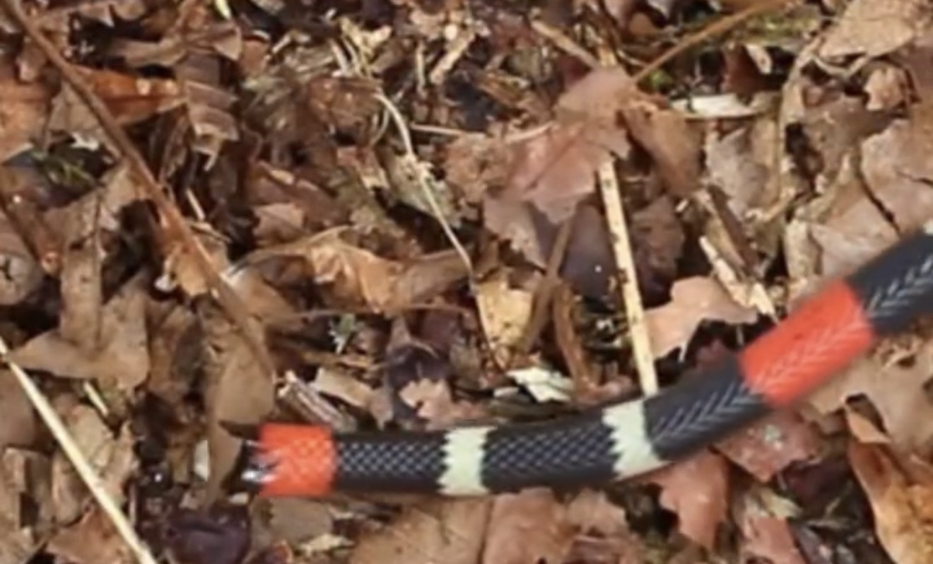 VÍDEO: Especialistas alertam que regra das cores não identifica cobra coral verdadeira no Brasil