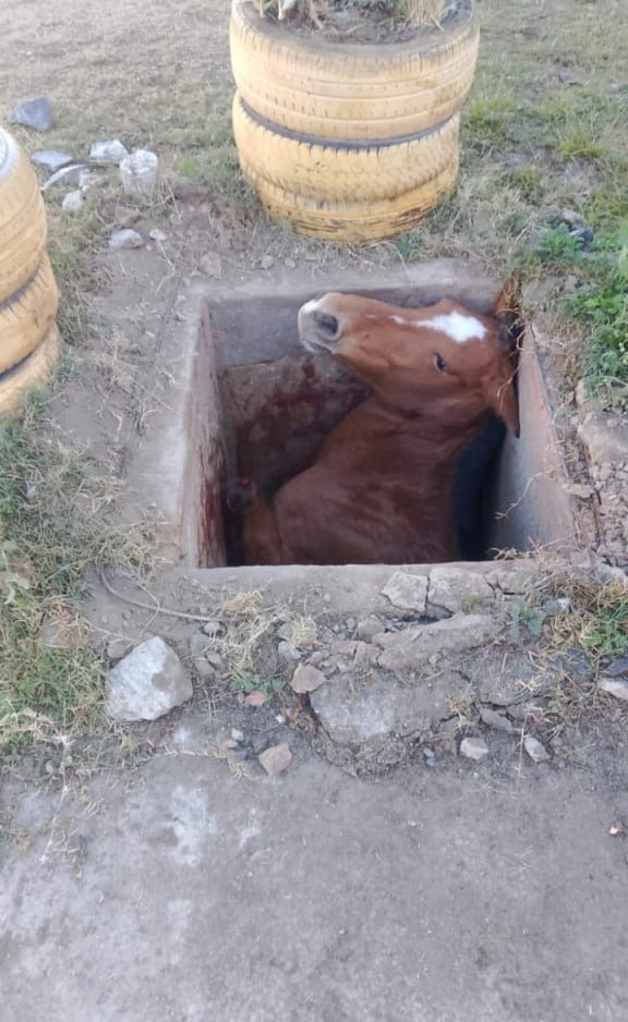 Égua é resgatada após cair em cisterna em Santa Luzia