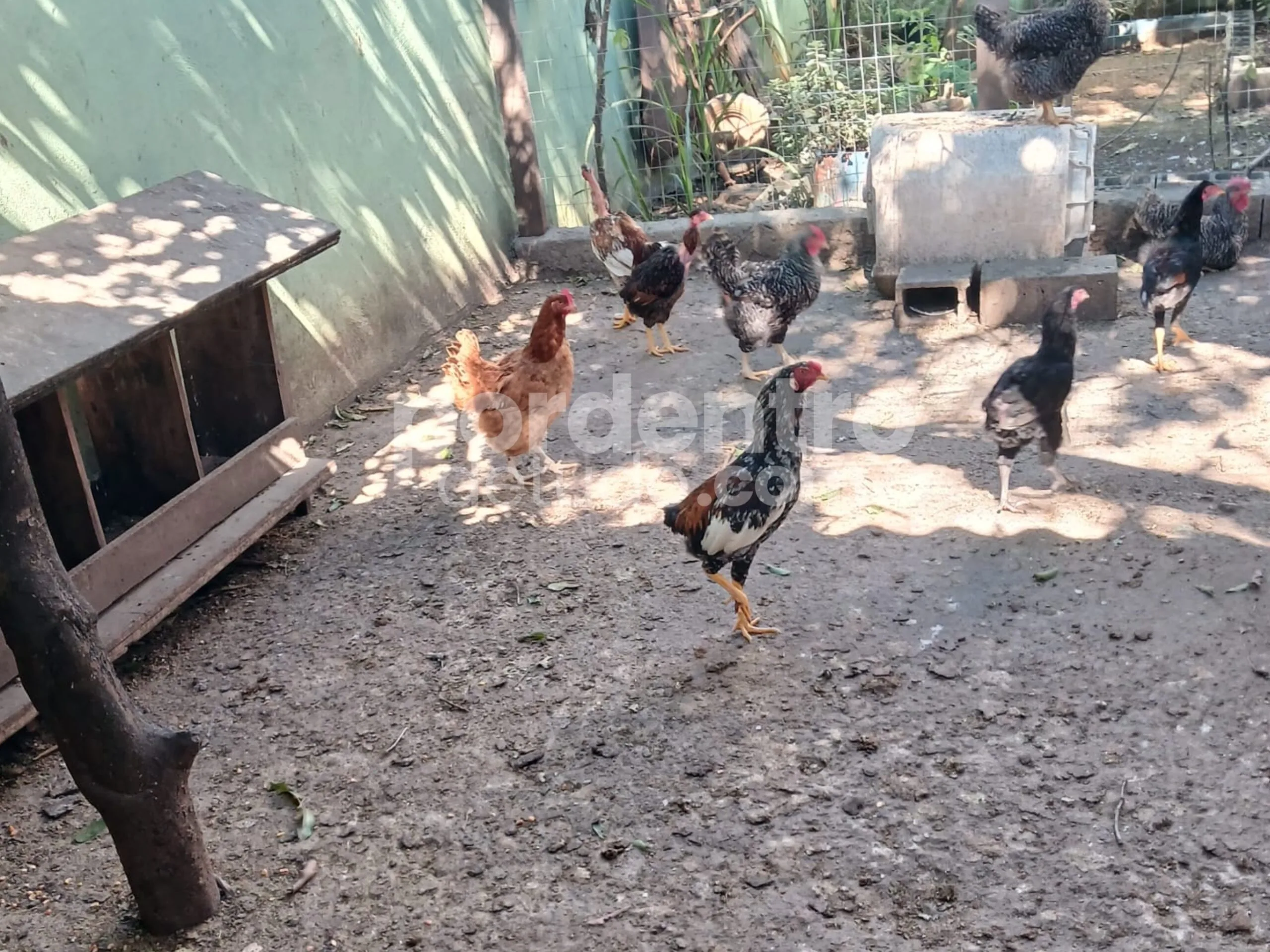 Moradora tem 46 galinhas furtadas em menos de um mês e família pede ajuda em Matozinhos