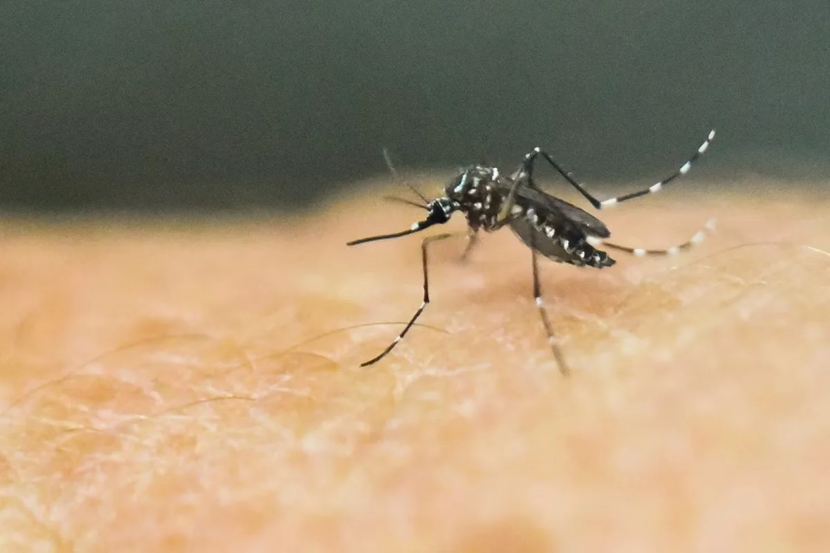 Dengue já matou 43 pessoas em Minas Gerais em 2026