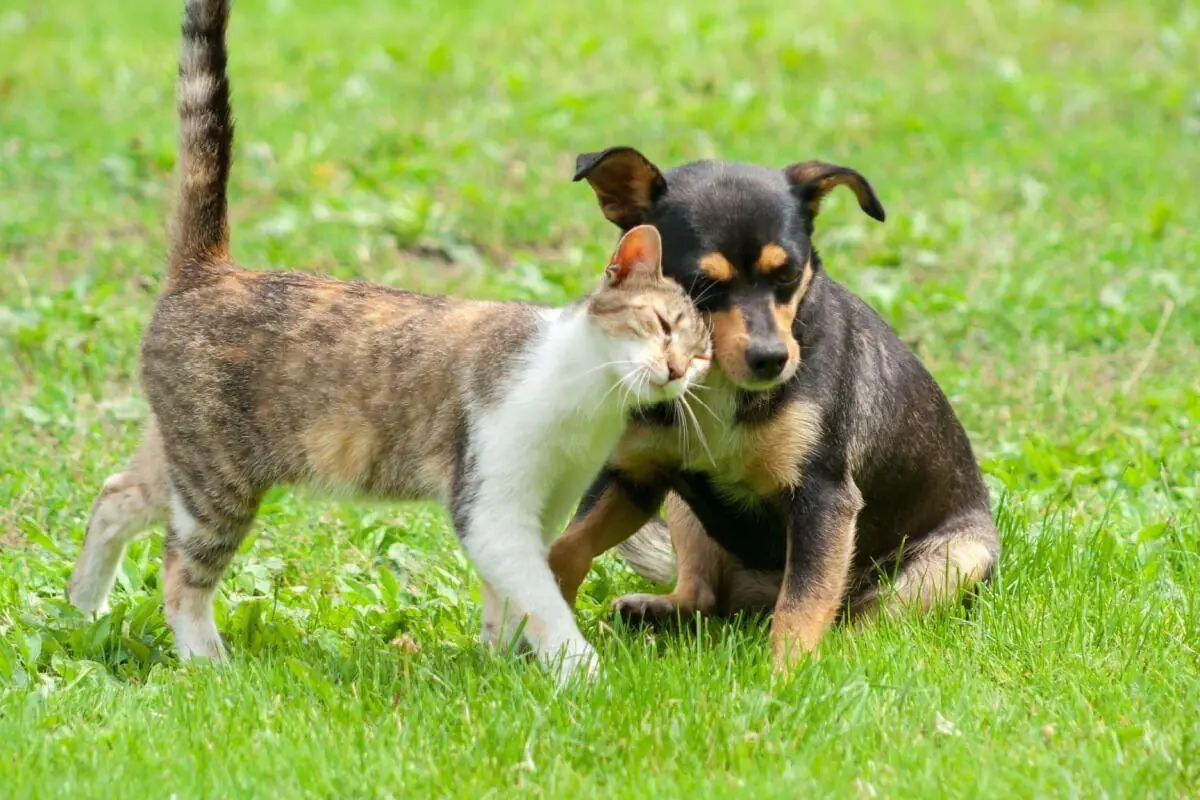 Abandono de animais pode suspender CNH e gerar multa de R$ 2,9 mil