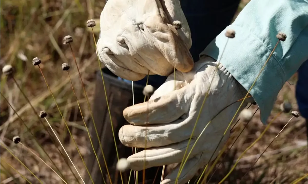 Plantas consideradas extintas há décadas são reencontradas em Minas