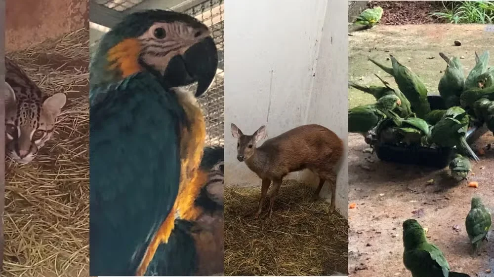 Ibama suspende recebimento de animais silvestres em BH
