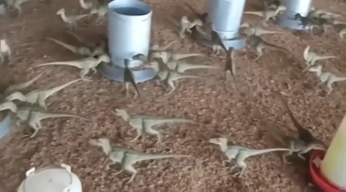 Repercutiu em todos os jornais o morador de Vespasiano que quase caiu em golpe de ‘mini dinossauros’