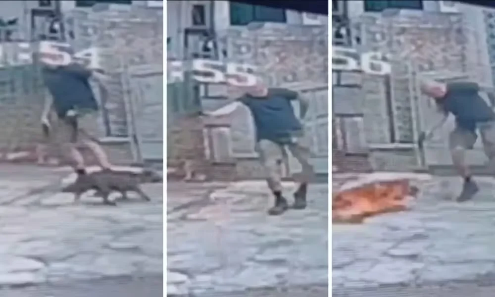 Cachorro é morto a tiros após se aproximar de homem