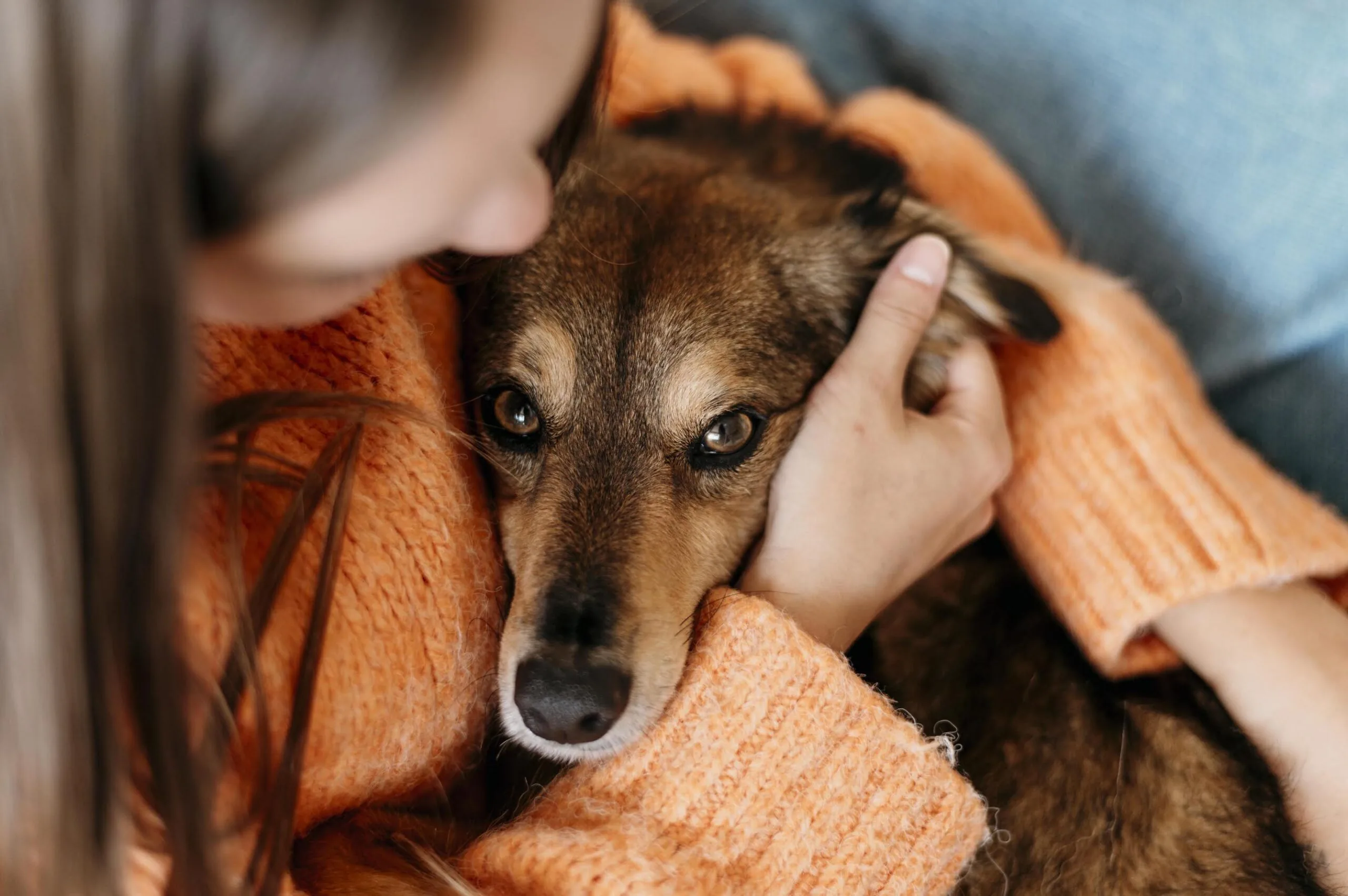 Shopping Del Rey promove Pet Day com adoção e atividades gratuitas