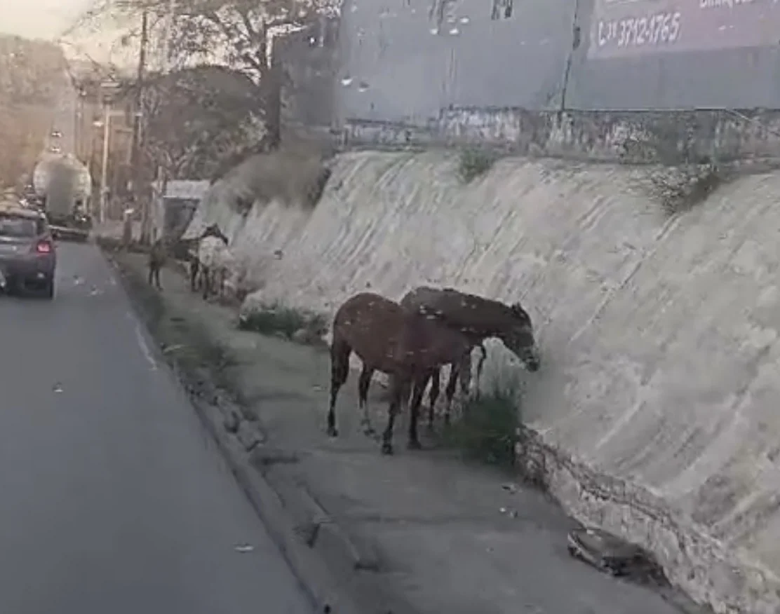 VÍDEO: Cavalos soltos colocam motoristas em alerta em Matozinhos