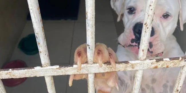 Agressores de animais poderão pagar despesas veterinárias em BH após aprovação de projeto