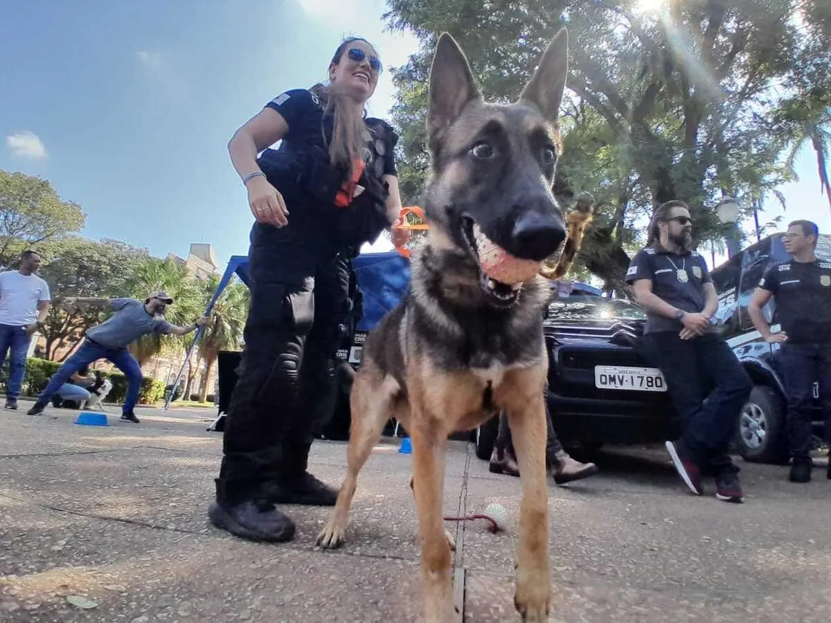 Lei autoriza uso de drogas apreendidas e cadáveres no treinamento de cães farejadores em Minas