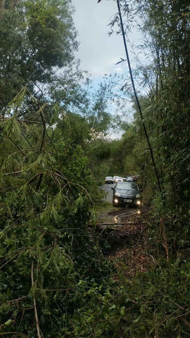 VÍDEO: Queda de árvores interdita parcialmente via do Coqueirinho em Pedro Leopoldo