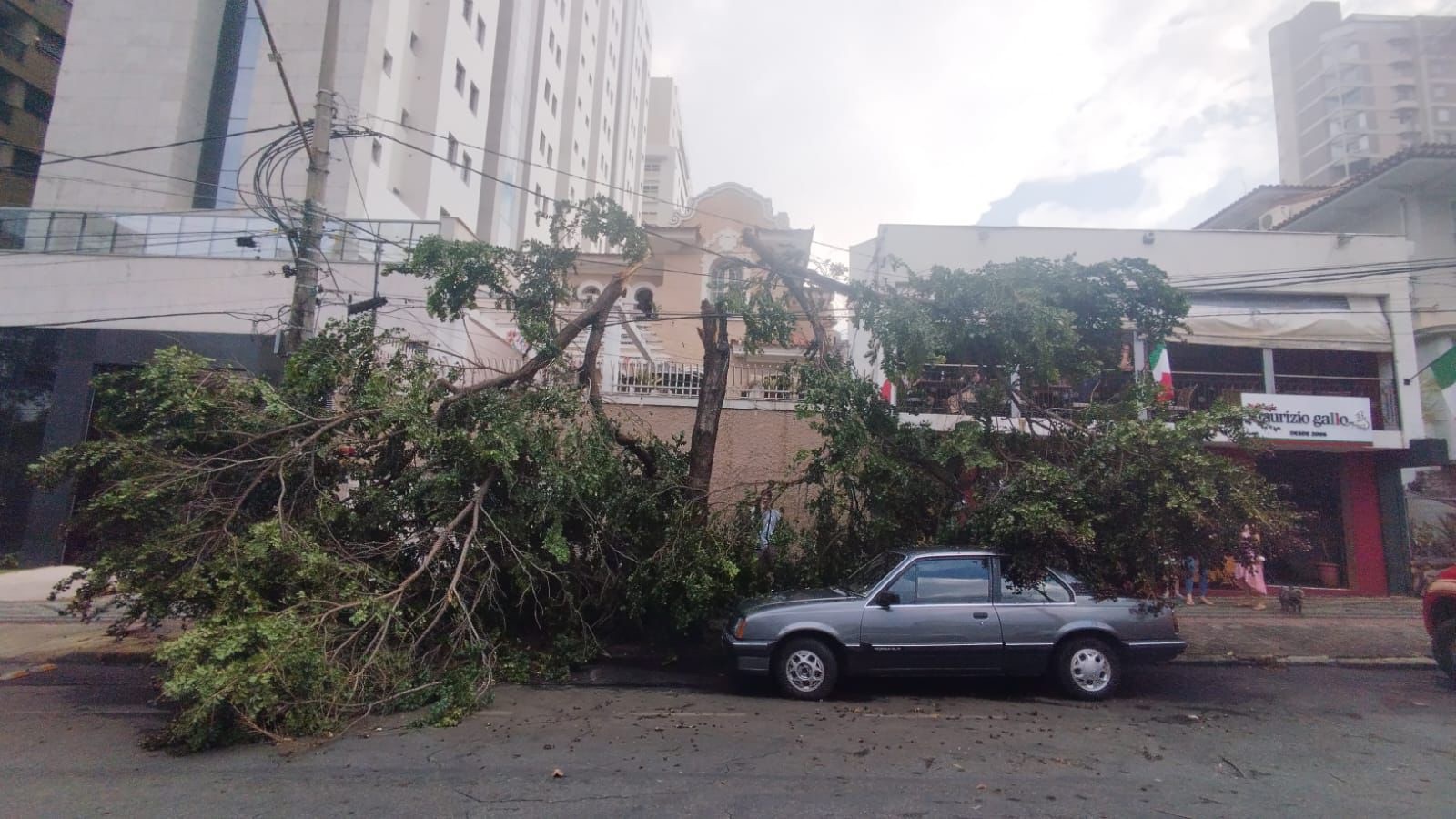 Bombeiros registram quedas de árvores em diversos pontos de Belo Horizonte