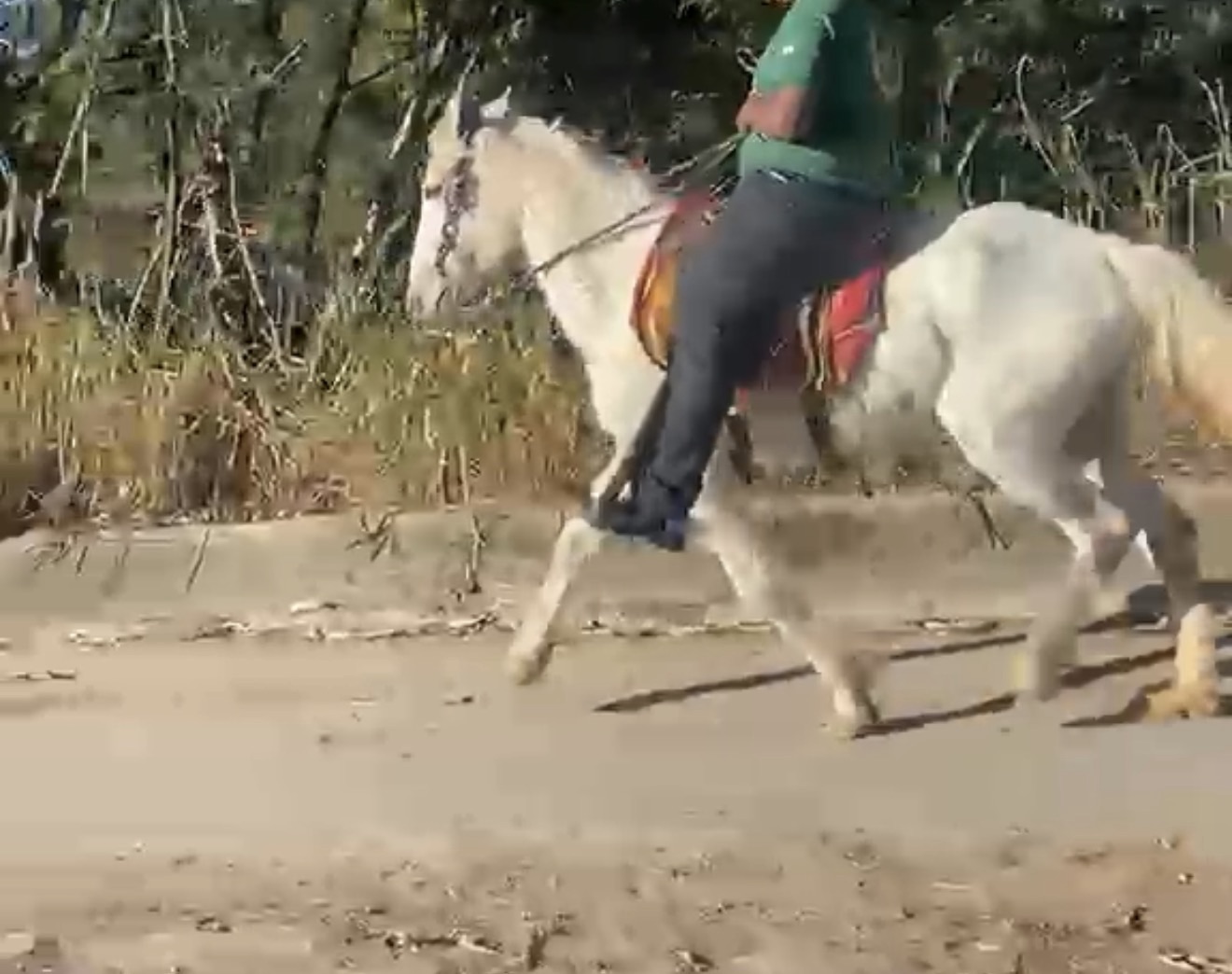 Procura-se cavalo desaparecido no bairro Vista Alegre, em Matozinhos