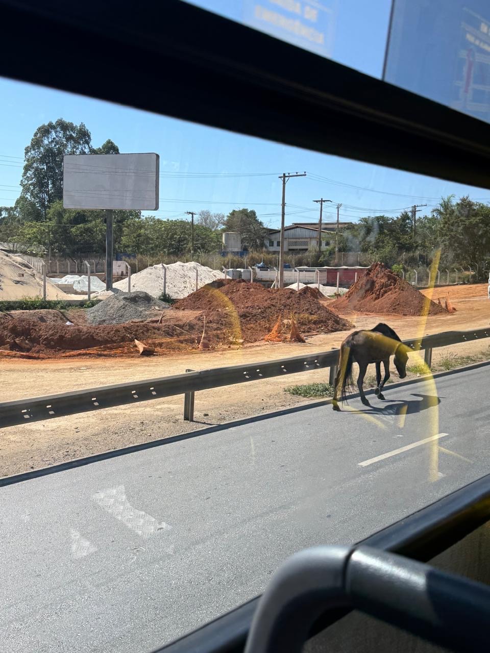 Cavalo é visto solto na pista entre Pedro Leopoldo e Matozinhos