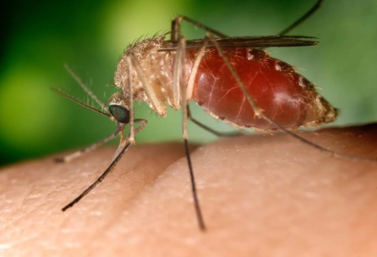 Febre do Nilo preocupa após casos e morte no Brasil