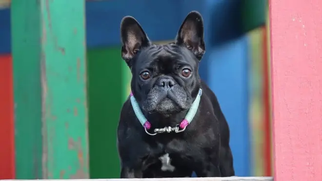 Estudo aponta caminho para reduzir problemas respiratórios em cães