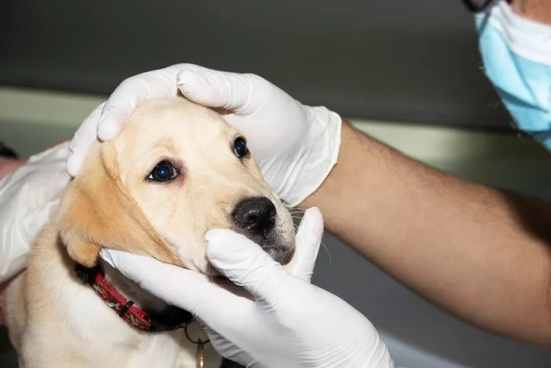 PATAS suspende resgate e adoção de cães após casos de cinomose em Lagoa Santa