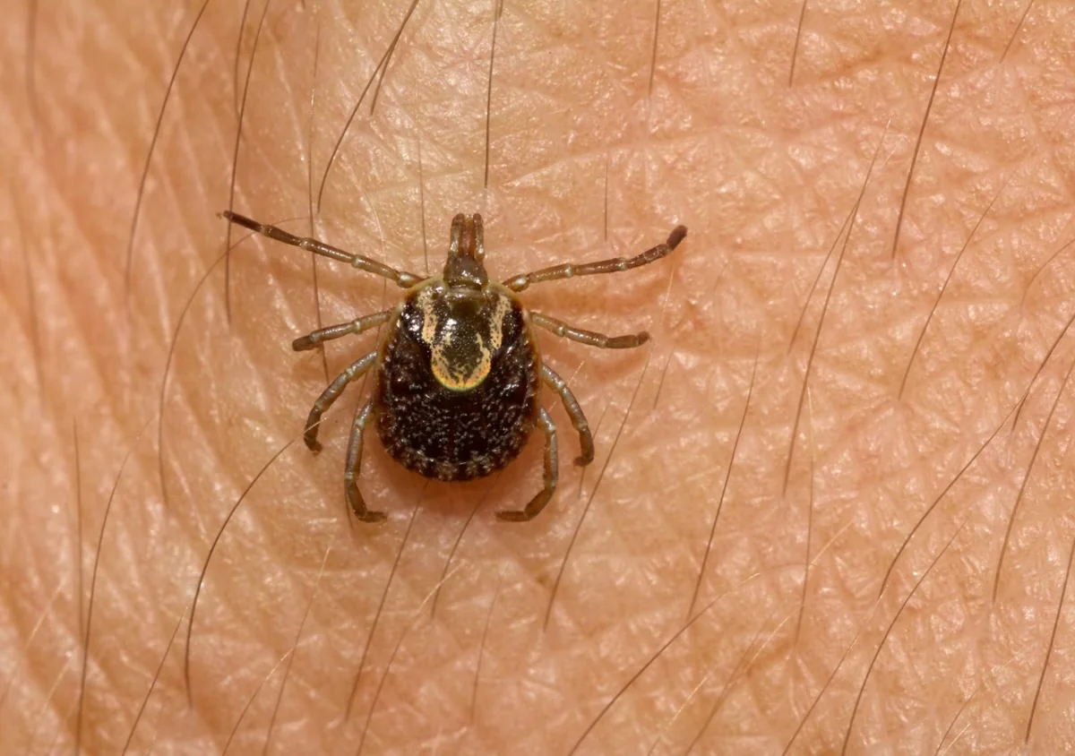 Febre maculosa deixa 11 mortos em Minas e acende alerta