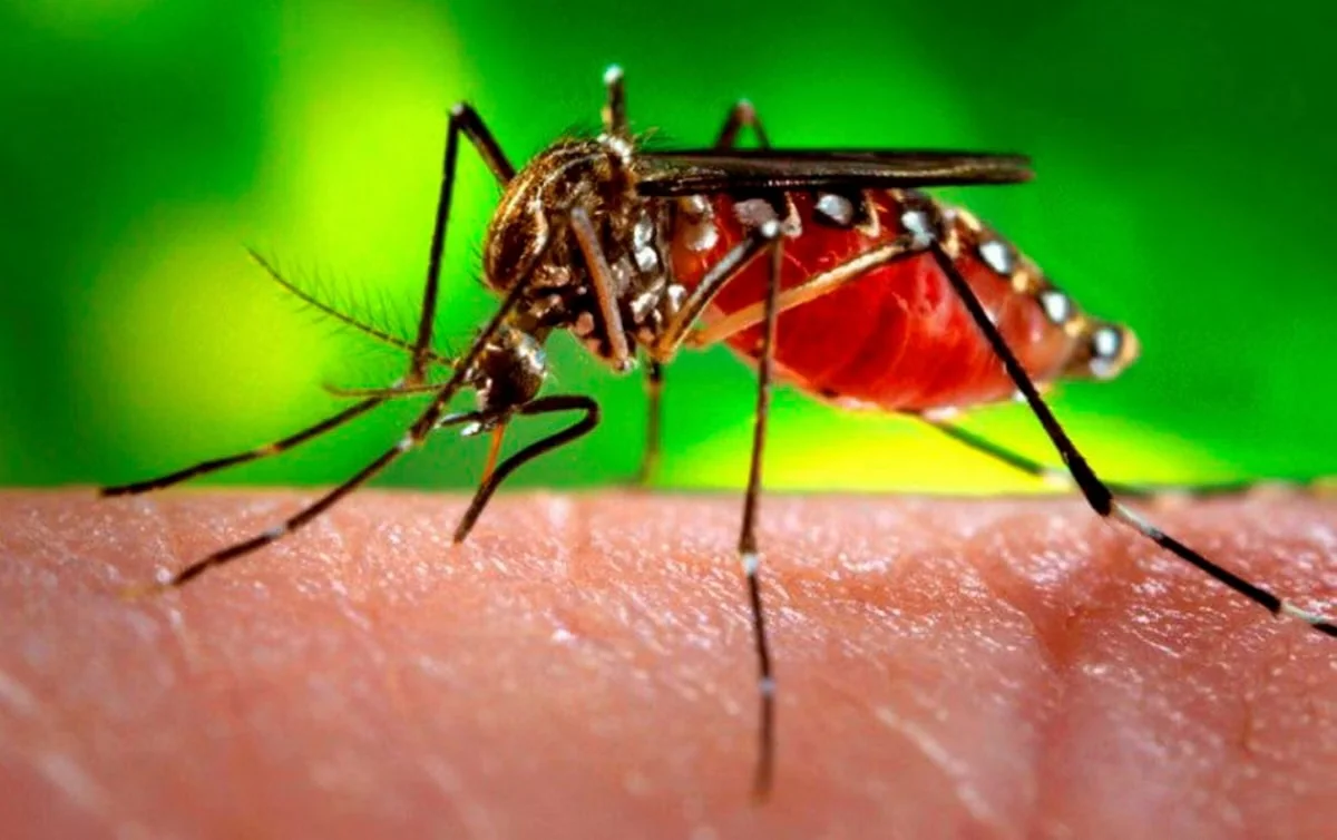 São Paulo registra alta de casos de dengue e mortes