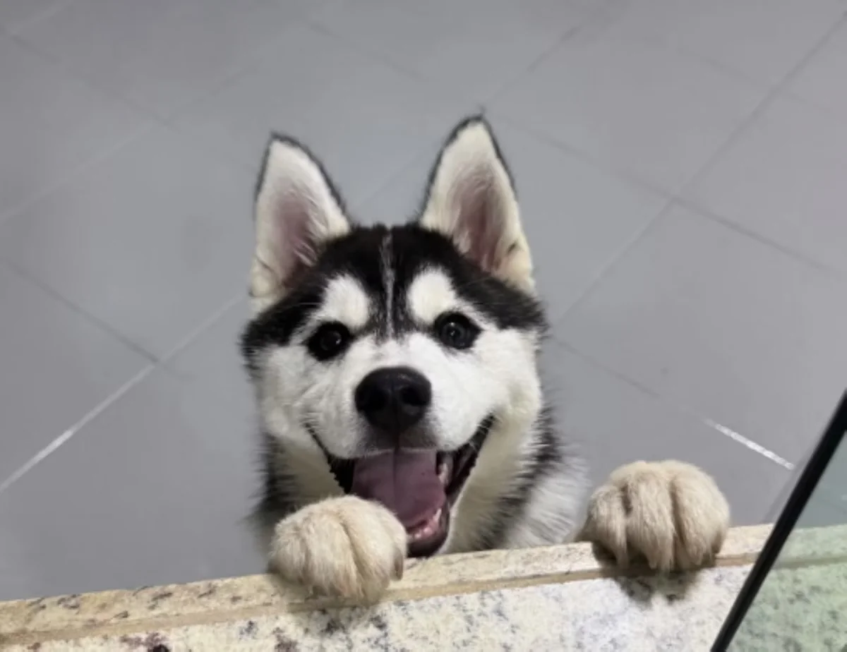 Husky de três meses morre durante banho e tosa em clínica veterinária em Minas