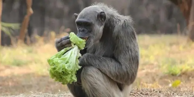 Chimpanzé Serafim, do Zoológico de BH, é diagnosticado com lesão cerebral e recebe cuidados intensivos