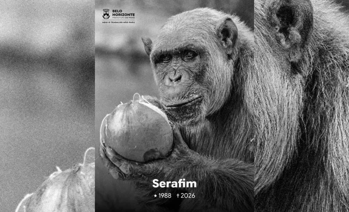 Chimpanzé Serafim, do Zoológico de BH, morre aos 38 anos após lesão cerebral