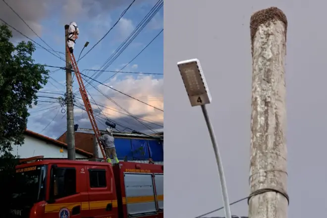 Ataque de abelhas deixa idoso em estado grave e mobiliza bombeiros