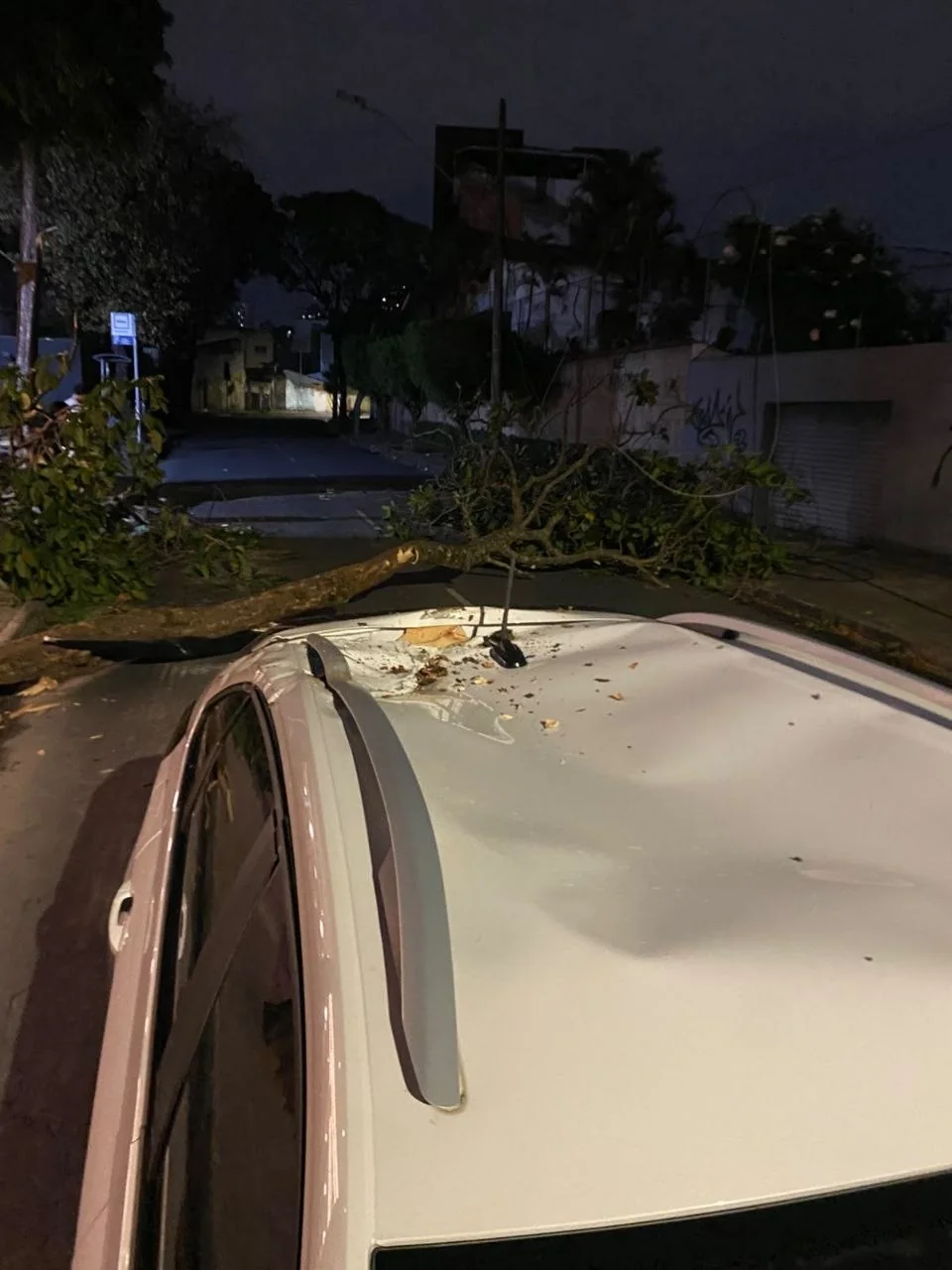 VÍDEO: Árvore cai sobre veículo e assusta ocupantes em BH