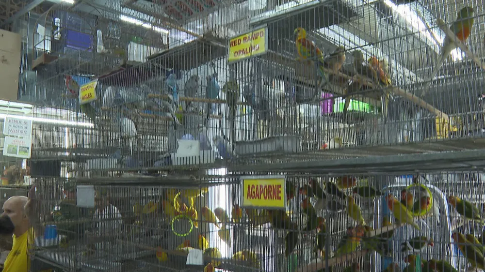 BH proíbe venda de animais vivos em locais como o Mercado Central