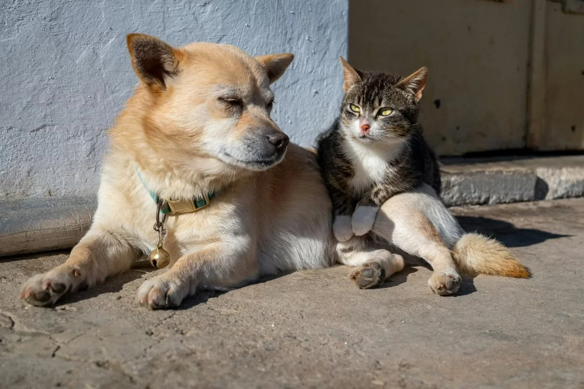 Entidades cobram ações mais efetivas para proteger animais em Minas Gerais