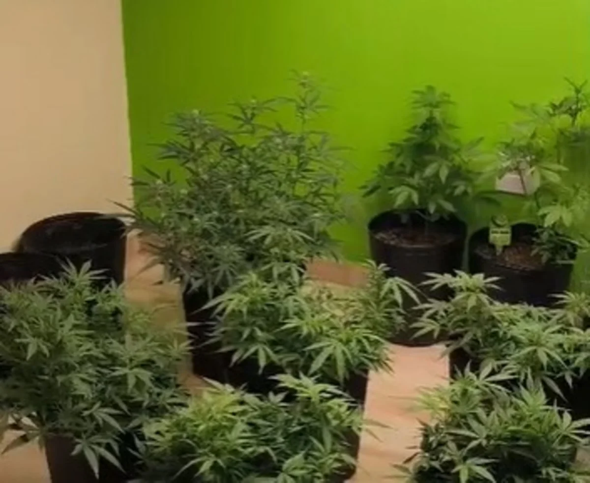 Homem é preso em ônibus vindo de SP e revela cultivo de maconha em BH