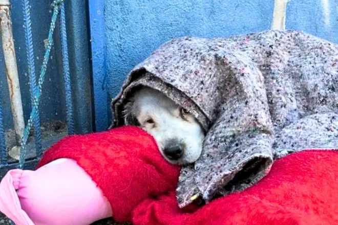 Senado aprova projeto que aumenta pena por maus-tratos a animais para até 6 anos