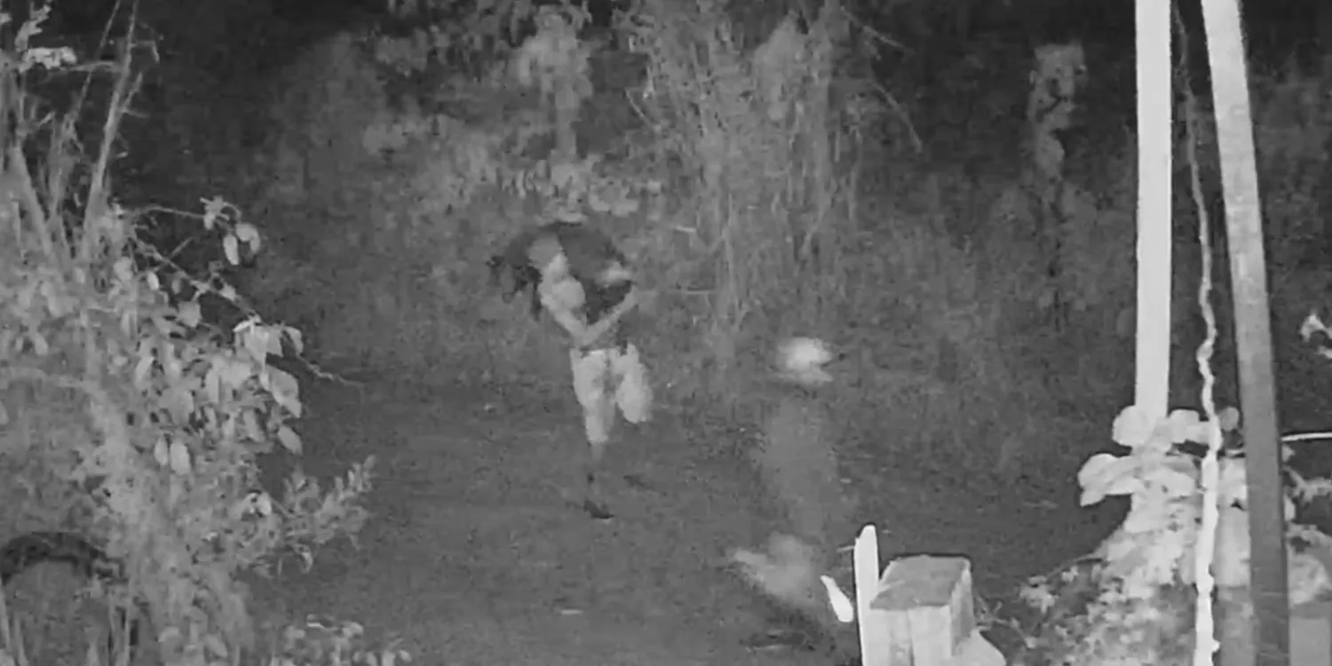Homem é flagrado carregando porco nas costas após furto em fazenda na MG-010