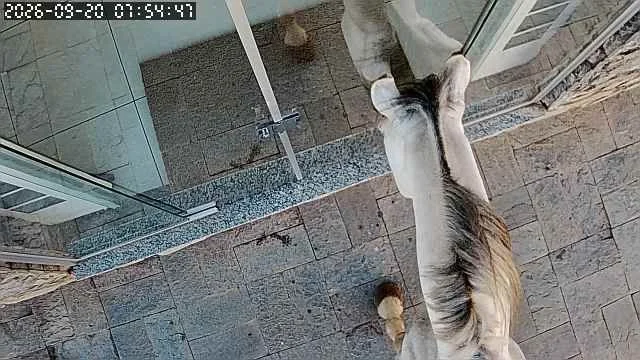 VÍDEO: Cavalo solto invade passeio e quase quebra vidro de consultório em Matozinhos