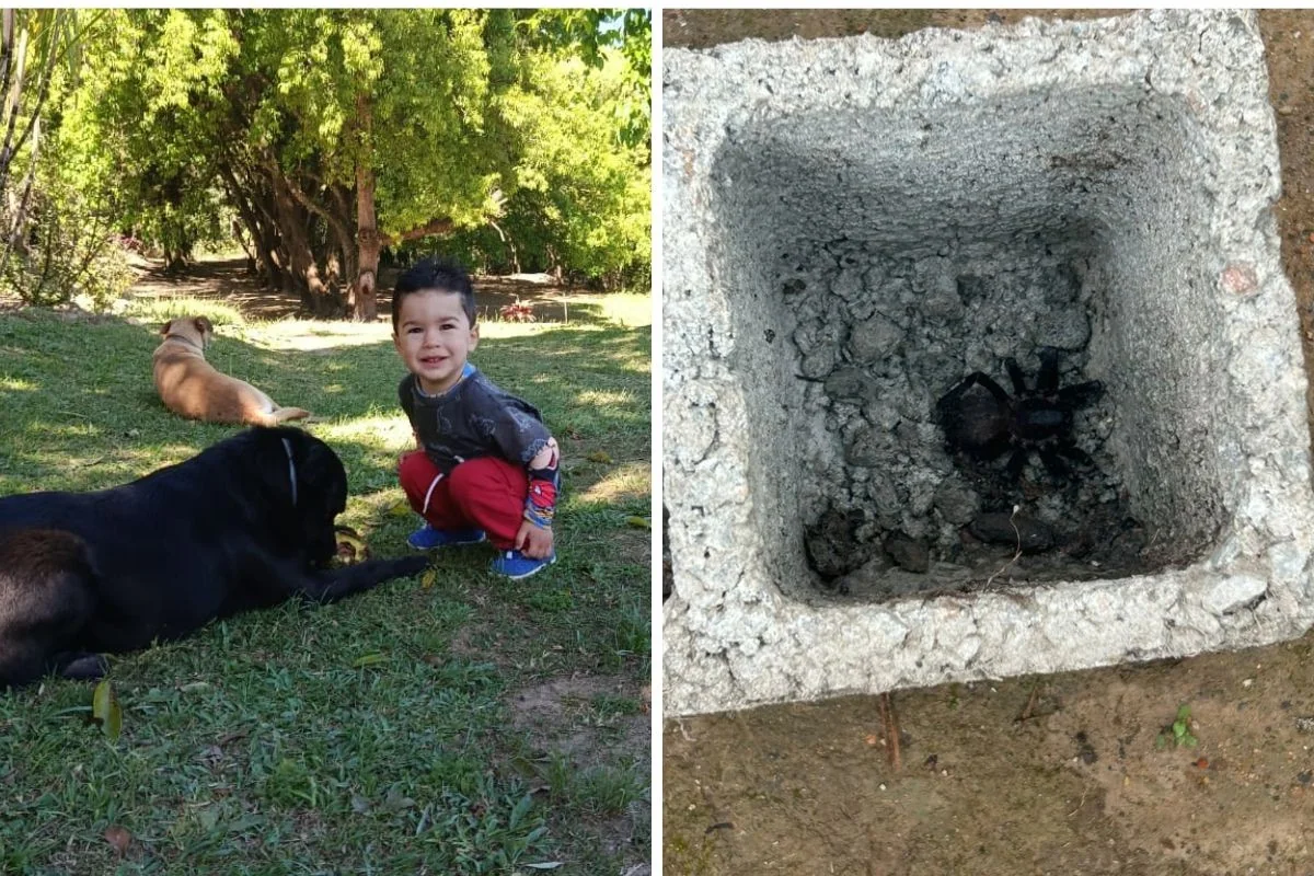Menino de 1 ano morre após picada de aranha; família contesta atendimento