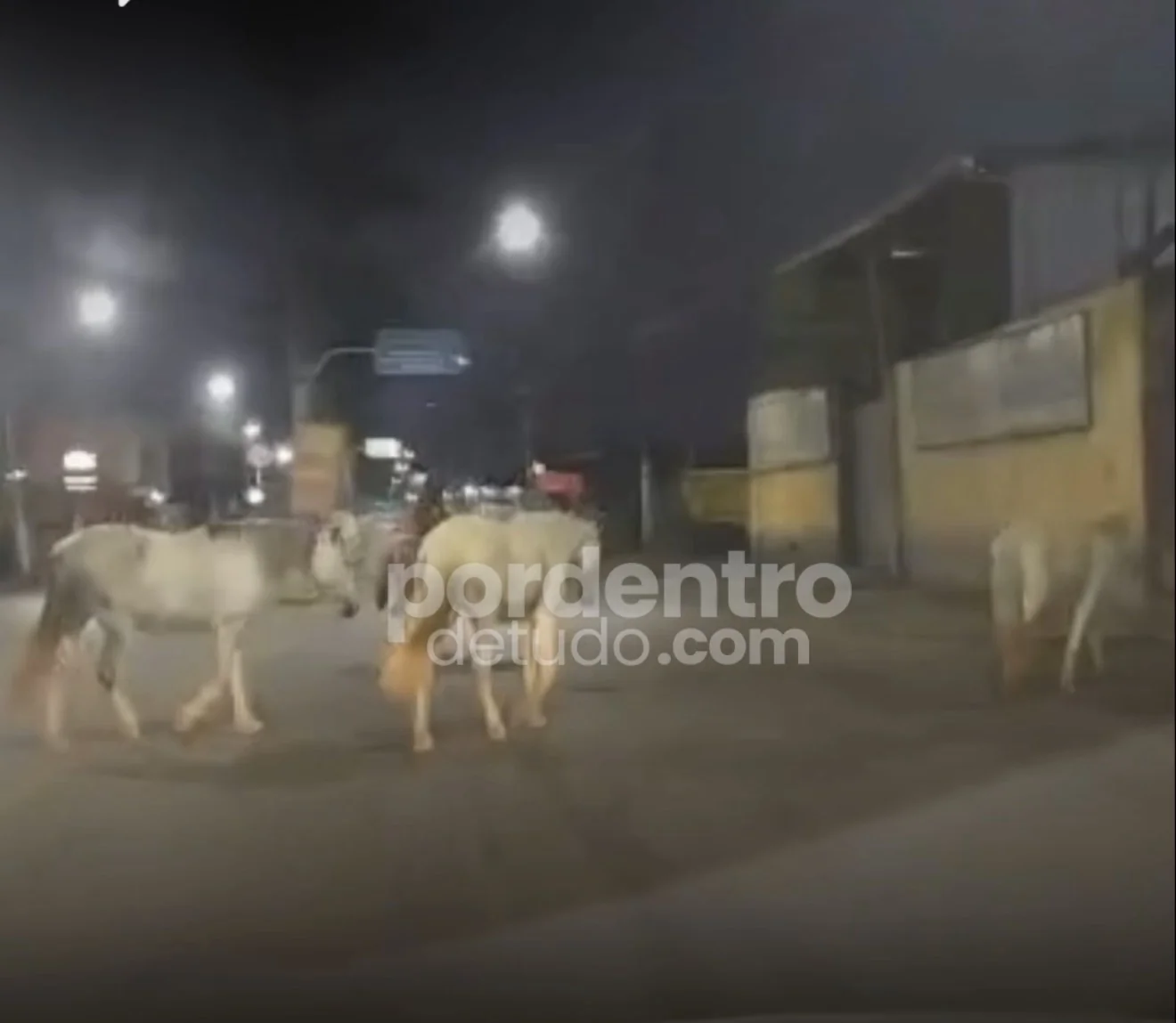 VÍDEO: Cavalos soltos são flagrados durante a madrugada na Avenida Caio Martins, em Matozinhos