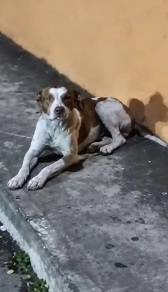 VÍDEO: Ataque de cães deixa duas mulheres feridas em Matozinhos; uma segue internada em BH
