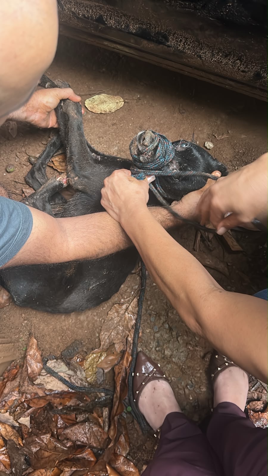 Após reportagem, cachorrinha em situação de risco é resgatada em Matozinhos