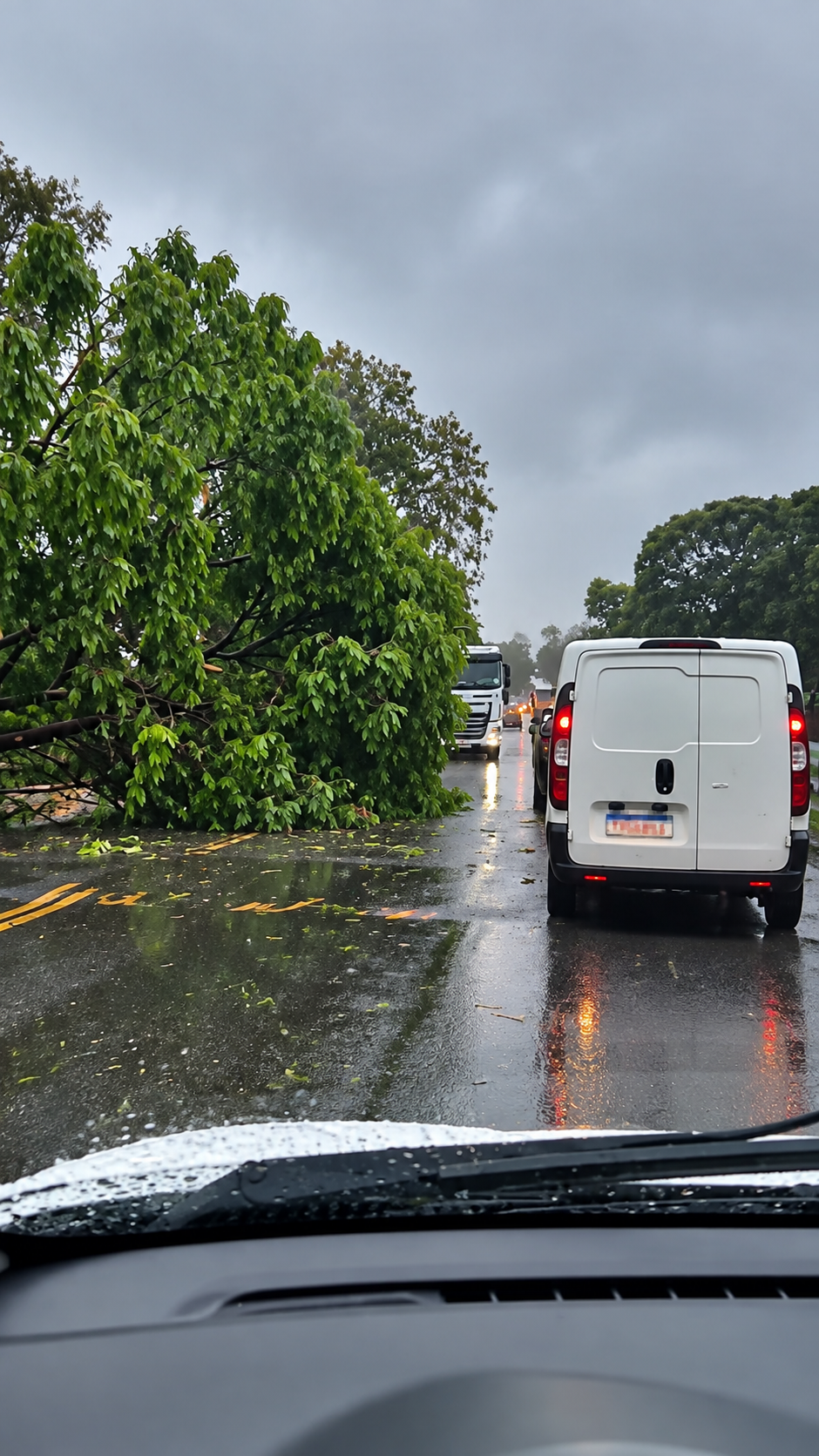 VÍDEO: Árvore cai na MG-424 durante chuva e exige atenção de motoristas em Matozinhos