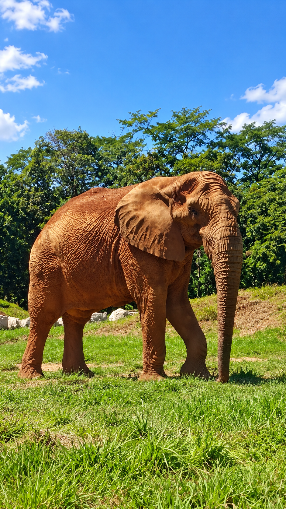 Zoológico de BH passa a vender ingressos pela internet; preços começam em R$ 6,95