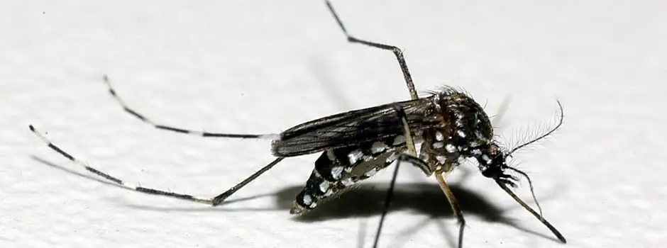 Aedes aegypti: quase metade dos municípios está em alerta ou risco