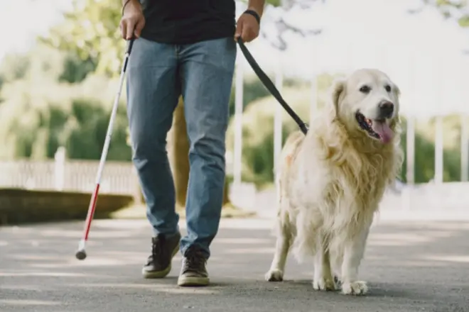 Pode levar cachorro ou gato para votar? Veja o que vale nas eleições