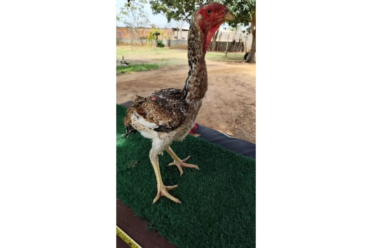 Galinha de quase 1 metro é vendida por R$ 15 mil no Norte de Minas